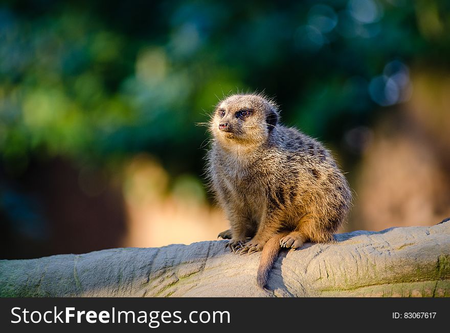 Meerkat On Tree Trunk