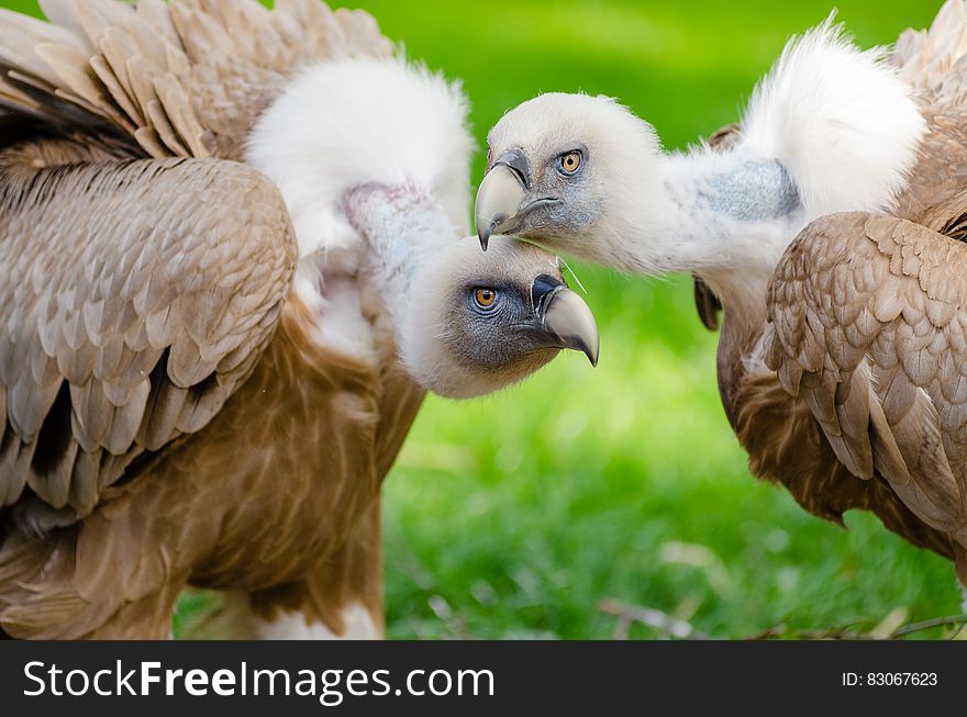 Brown and White Vultures Standing on Grass Field in Close Up Photography during Daytime