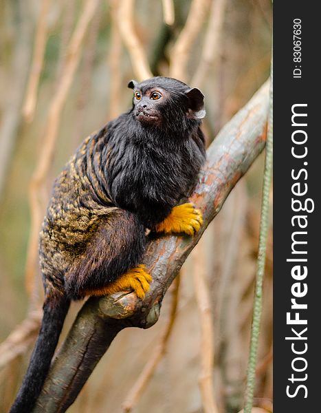 Focus Photo of Red-Handed Tamarin