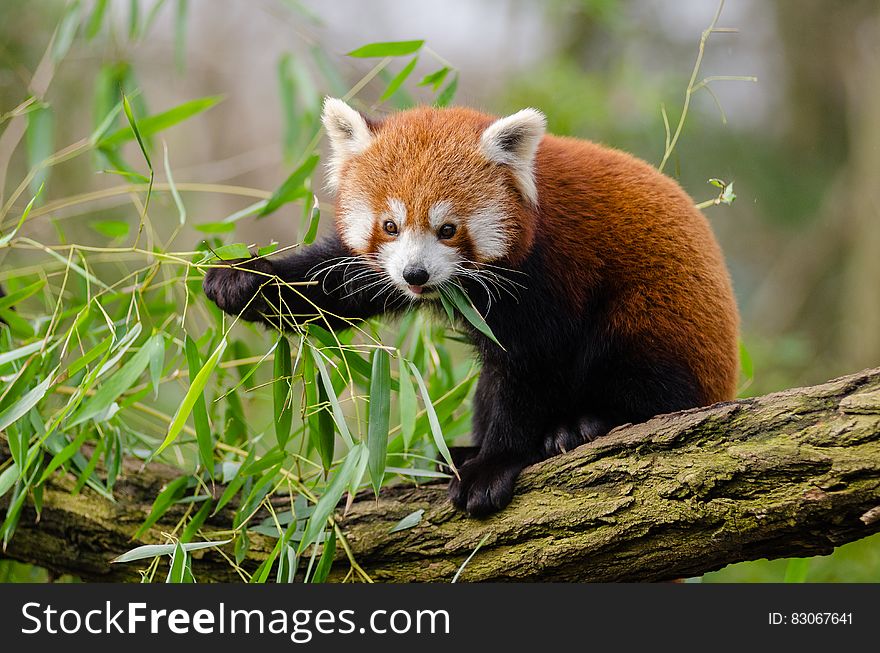 Red Panda Eating Green Leaf on Tree Branch during Daytime