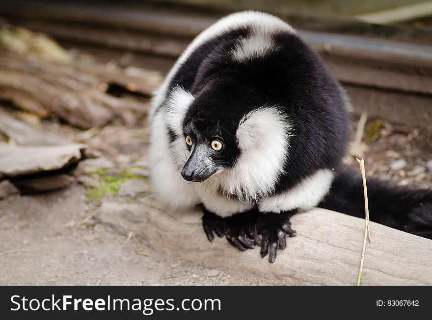 Close Up Photo of Black and White Lemur