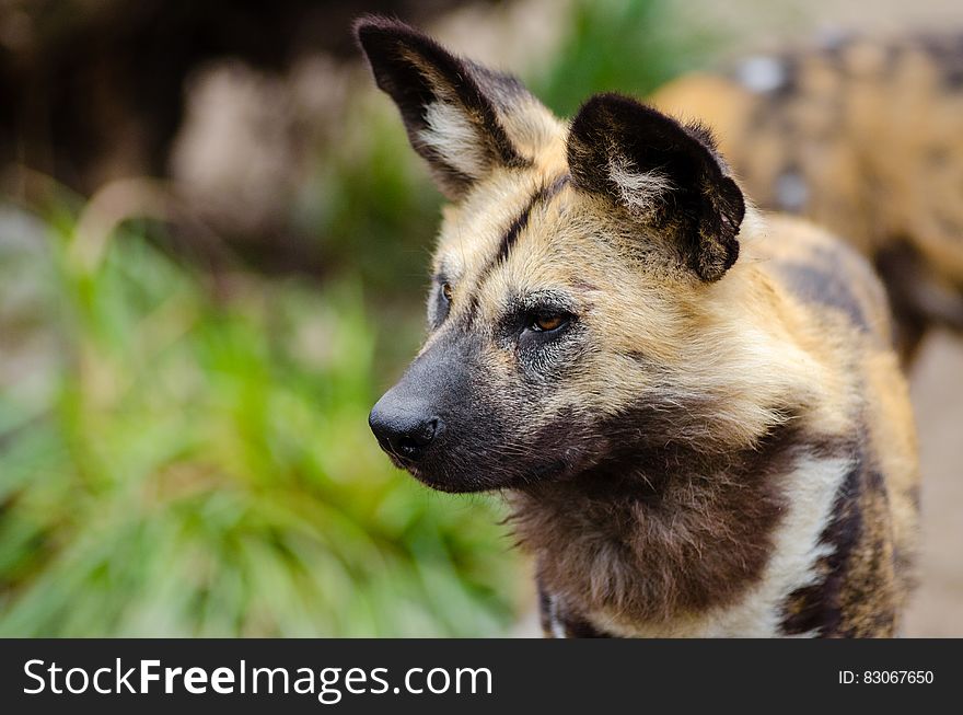 Close Up Photography of African Wild Dog
