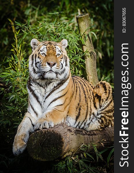 Tiger on Top of Brown Wood Tree Trunk Near Green Plant