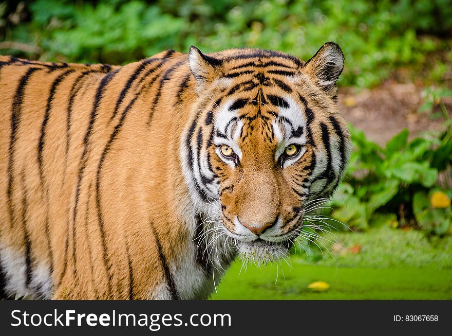 Tiger On Green Lawn Grass