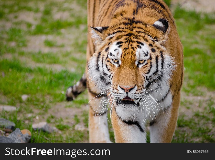 Tiger On Green Grass During Daytime