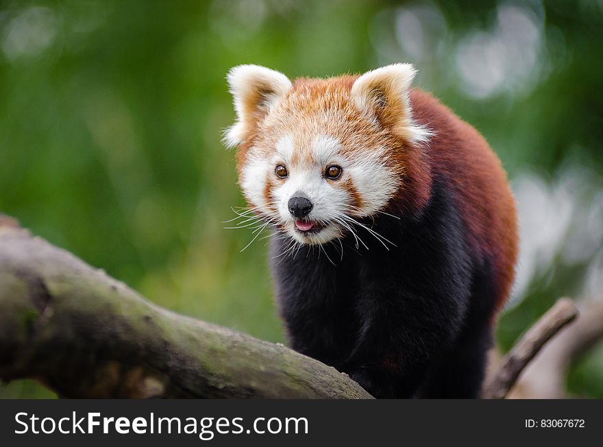 Red Panda at Daytime