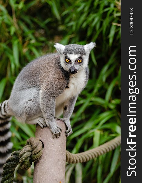 Ring Tailed Lemur on Grey Post
