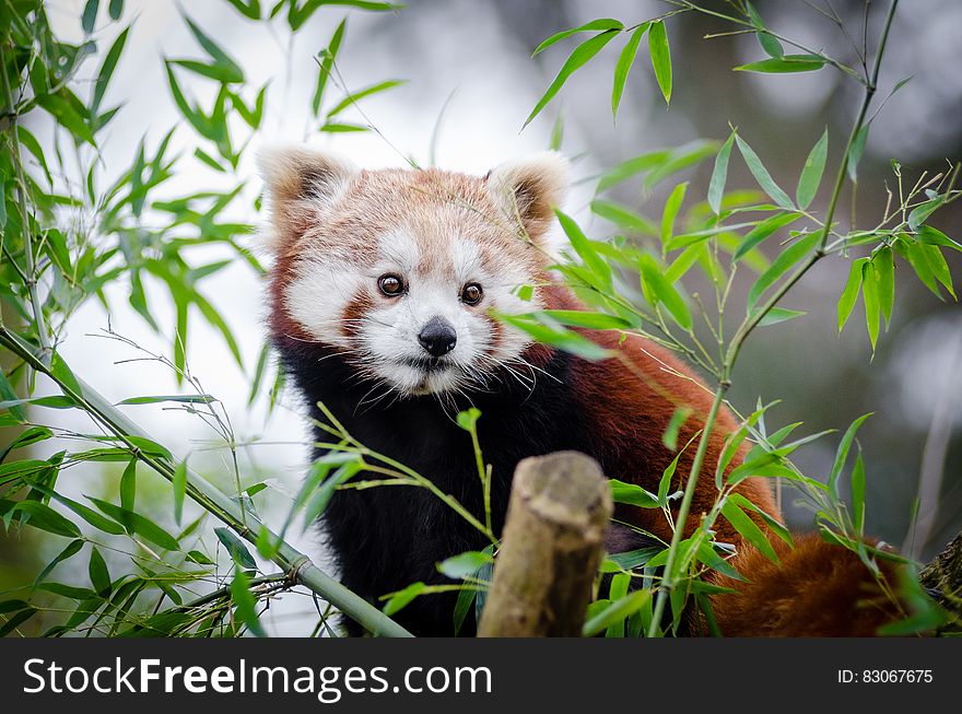 Brown and White Bear on Bamboo Tree