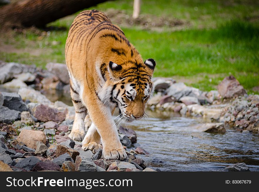 Tiger Near River At Daytime
