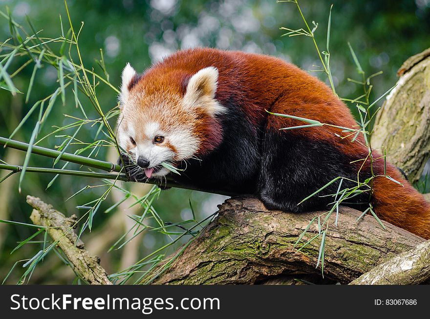 Red Panda on Bamboo Tree Branc