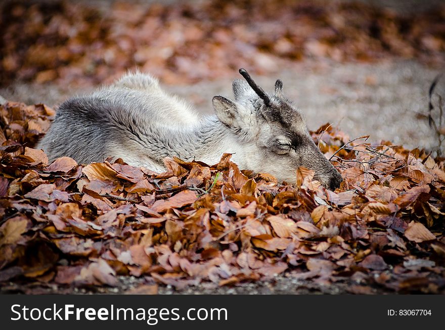 Brown White And Black Deer Laying Down On Brown Grass During Dayimte