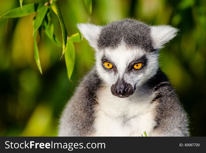 Gray and White Lemur