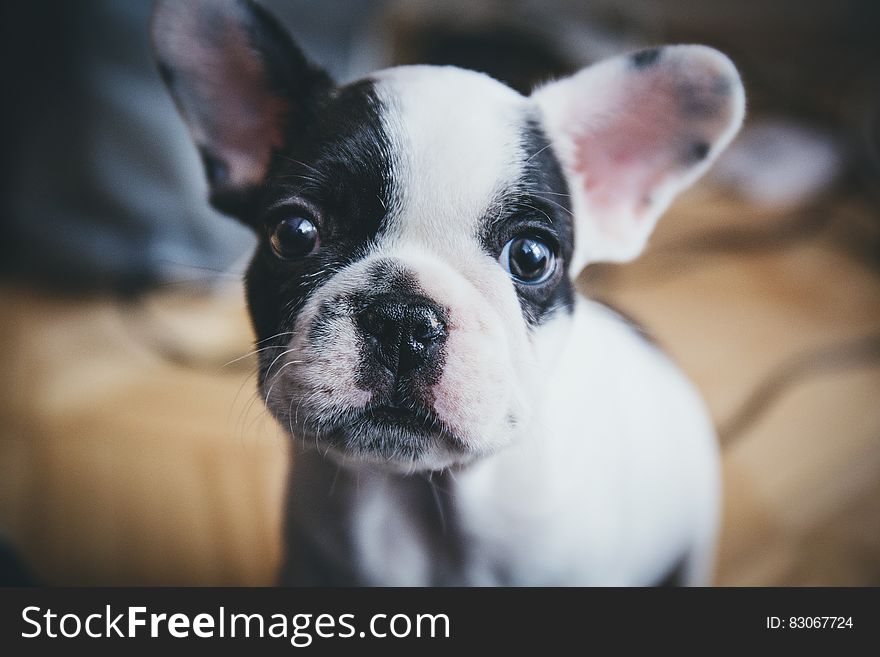 Portrait of a puppy dog with unusual black and white markings on its face, blurred beige background. Portrait of a puppy dog with unusual black and white markings on its face, blurred beige background.