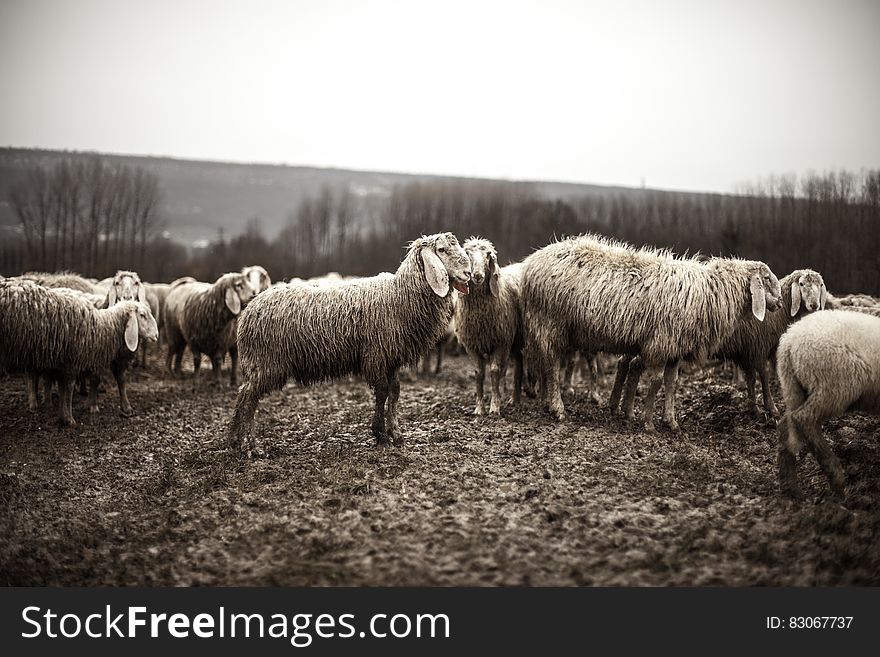 A flock of sheep in the countryside.