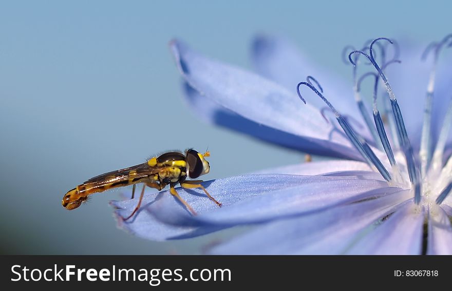 Black And Yellow Dragon Fly On Purple Flower