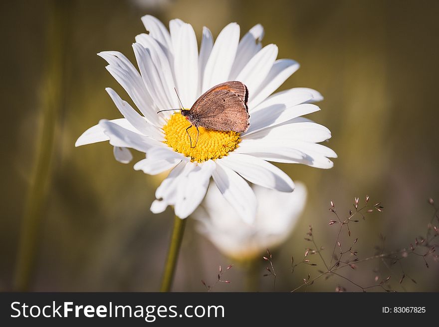 Brown Butterfly On White Daisy