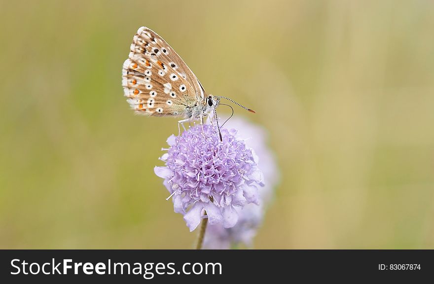 Close Up Photography Of Blue Butterfly On Purple