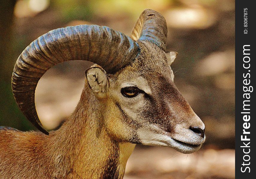 Brown Ram Goat