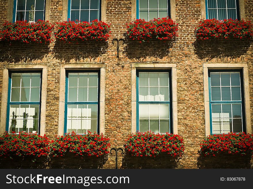 Red Petaled Flower in Front Brown Brick Wall Building during Daytime