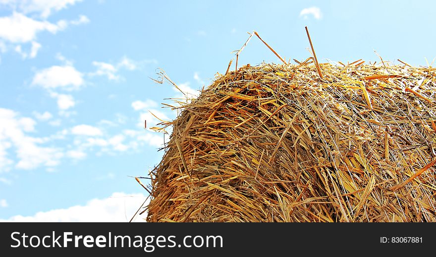 Close Up Photo Of Hay