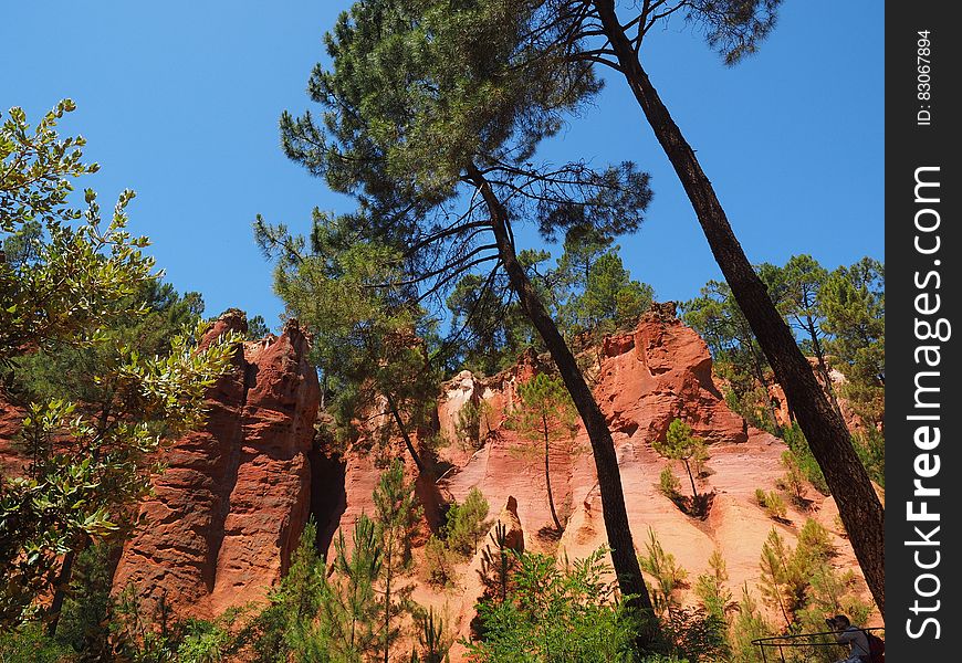 Tall Tree Near Cliff