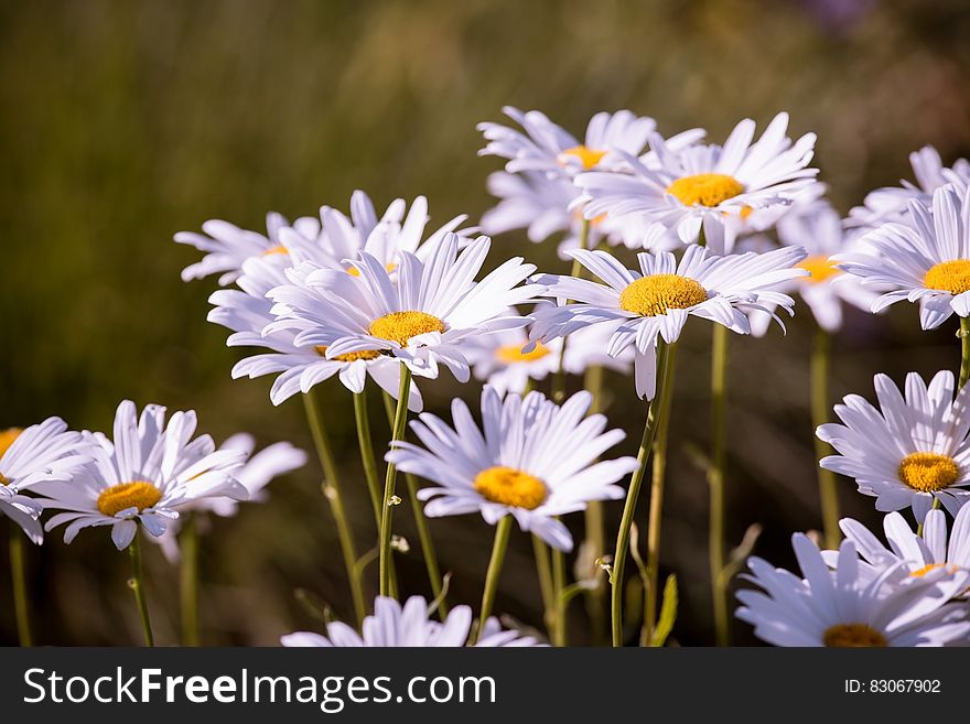 Daisy Flower