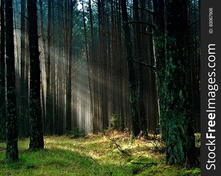 Forest With Sunlight