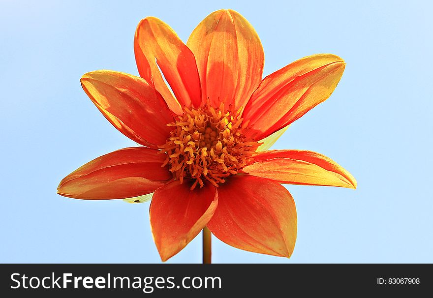 Orange Petal Flower