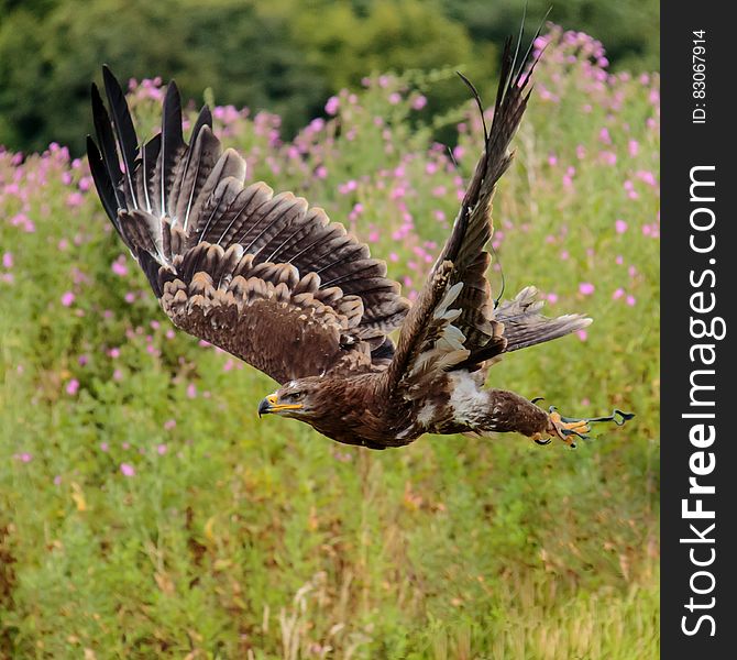 Brown White and Black Eagle Flying Nearby Pink Flower Field