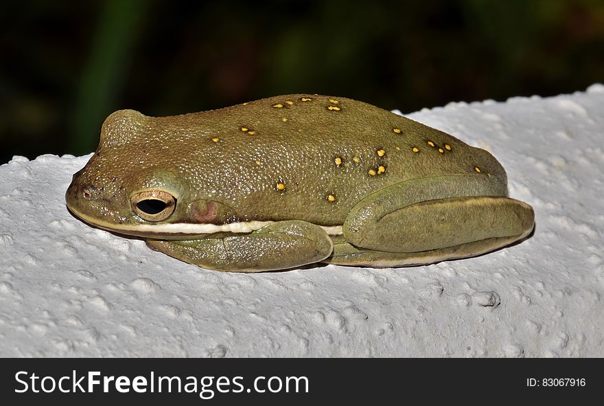 Green Frog on White Surface