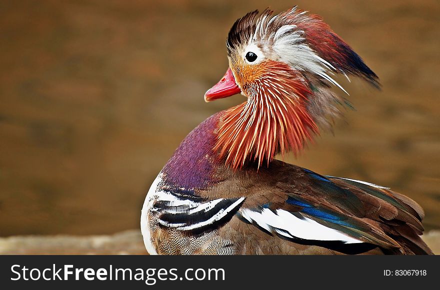 Brown and Black White Bird