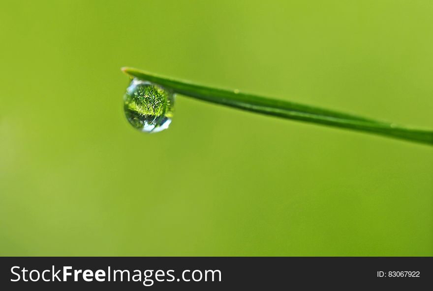 Water drop on tip of blade of grass. Water drop on tip of blade of grass.