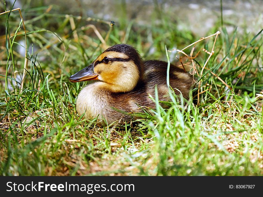 Brown And Black Duck On Green Grass Field During Daytime