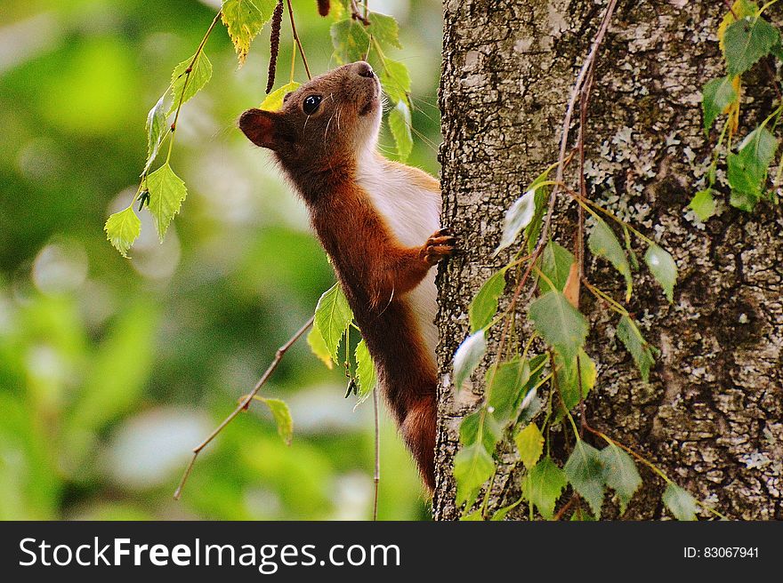 Brown and White Animal on Brown Tree