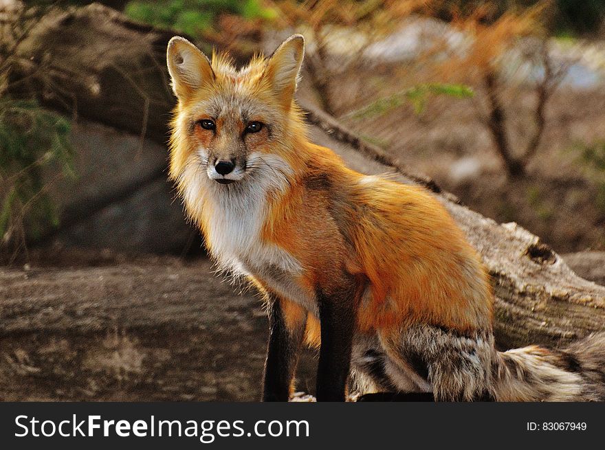 Photography of Tan White Fox