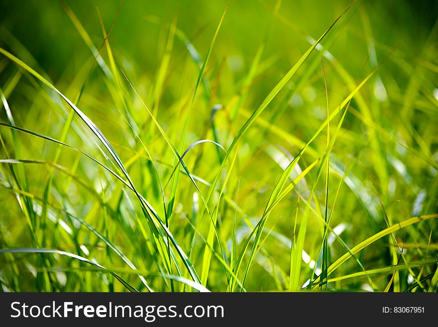 Green Grass Macro Photography