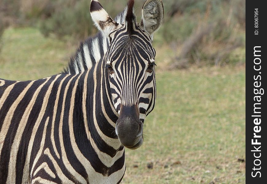 Close Up Photography Of Zebra Animal During Daytime