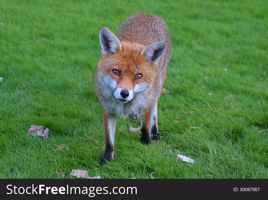 Brown Fox in Green Grass Field