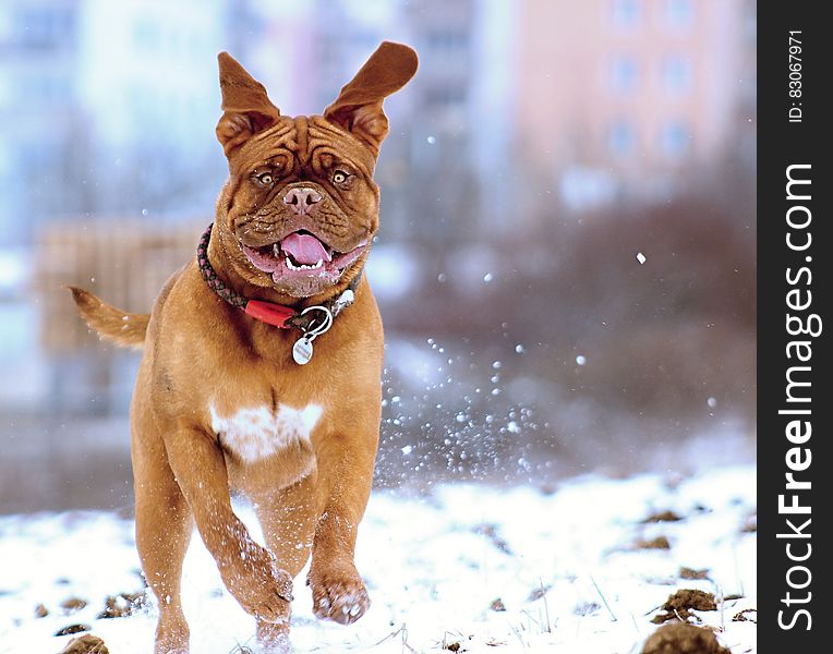 Portrait of mastiff dog running through snow. Portrait of mastiff dog running through snow.