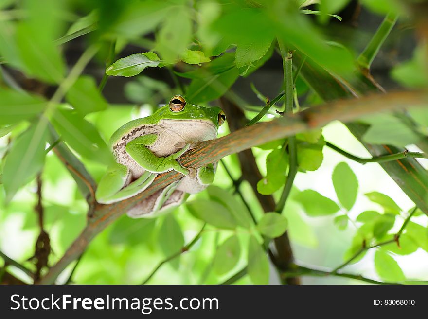 Tree Frog Selective Focal Photography