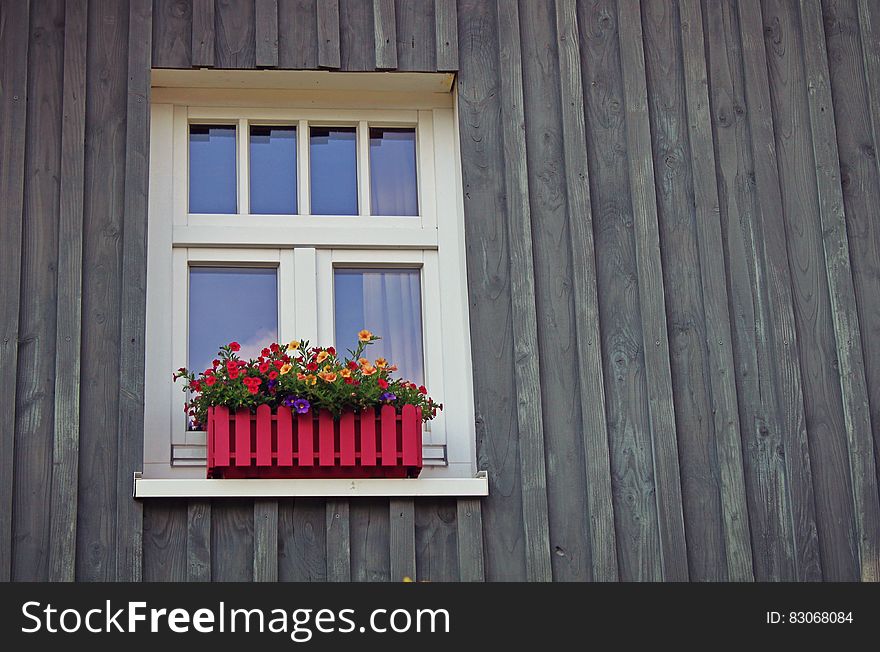 Red And Yellow Flowers Near Window