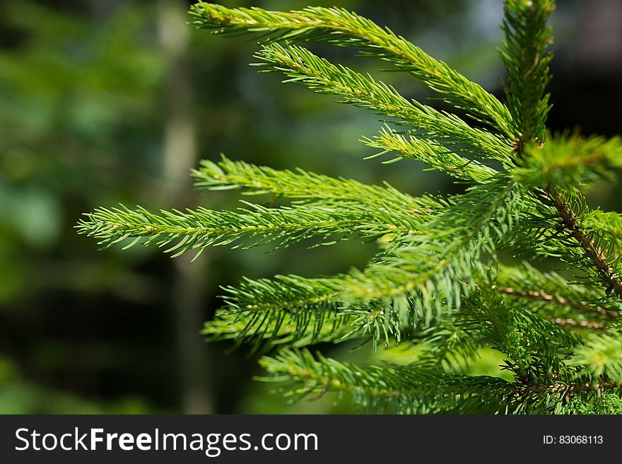 Green Pine Tree Leaf Closeup Photography during Daytime