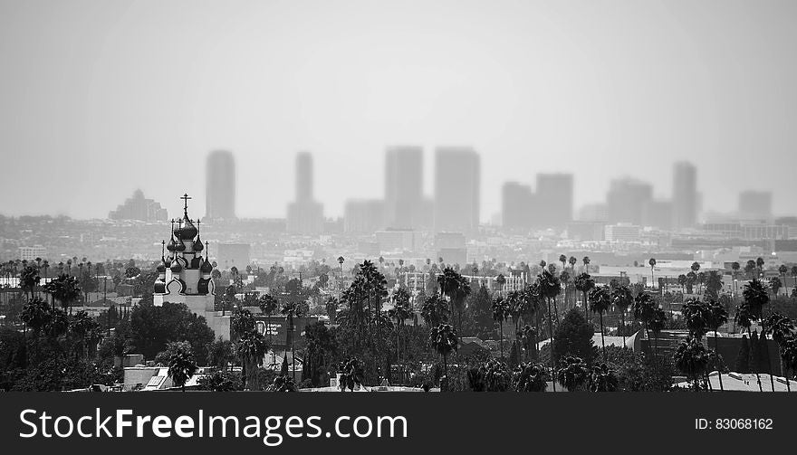 Grayscale Photo Of Trees And Buildings