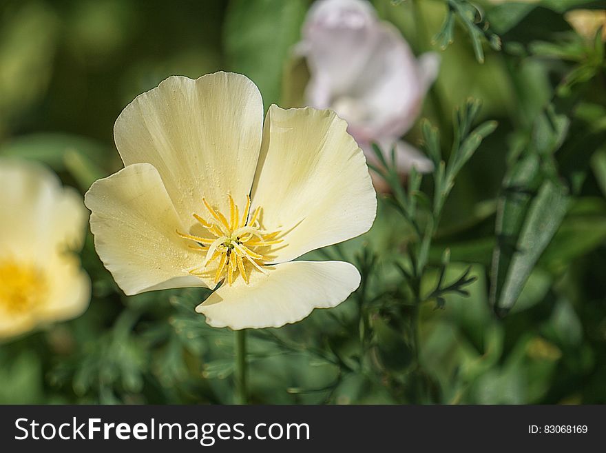 Selective Focus Photography Of Yellow Petaled Flower