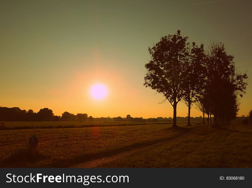 Silhouette of Trees Against Sunset