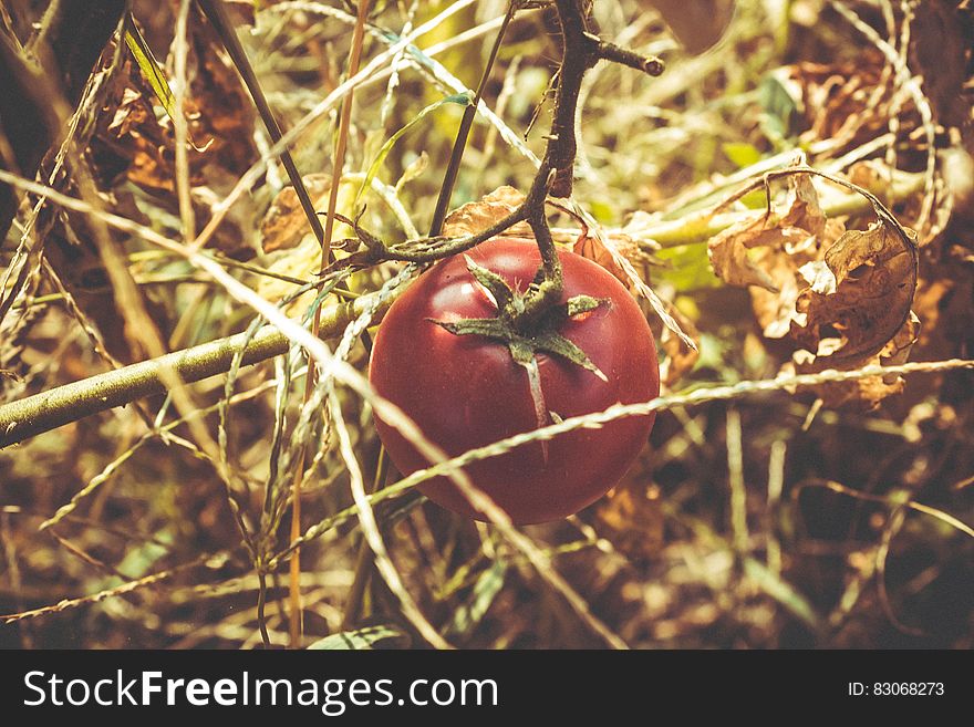 Red Tomato at Dried Plant