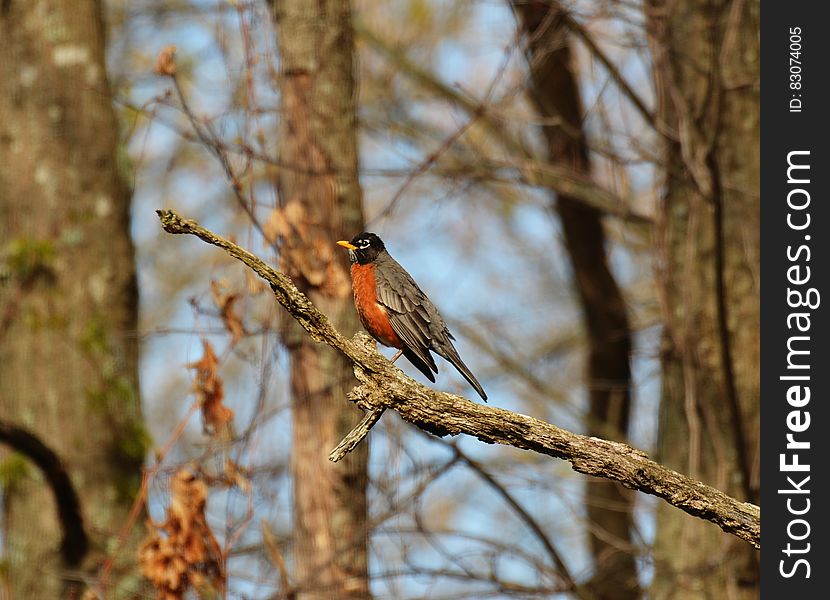 Gray Orange and Black Bird on Brown Tree Branch