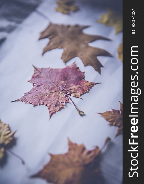 Maple Leaf and Withered Leaves Collection