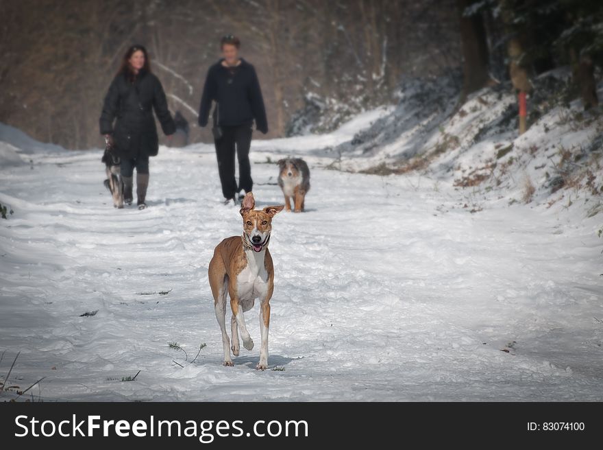 2 Person and 2 Dog Walking in the Snow during Daytime
