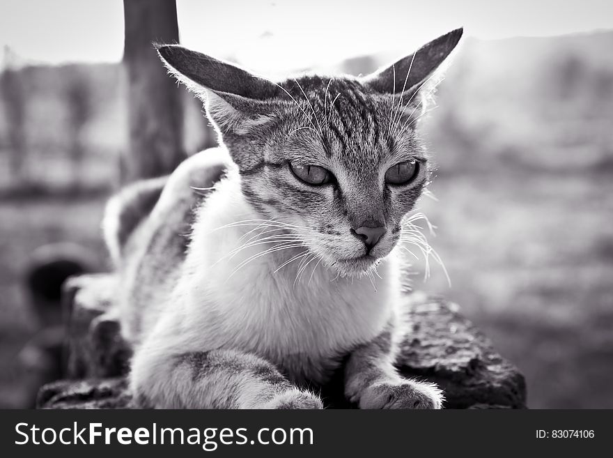 Grayscale Photo of White and Black Tabby Cat